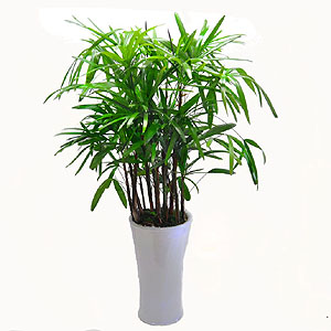 �󼼳��뺸��