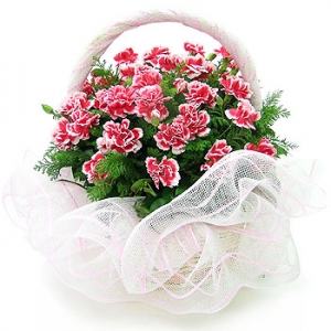 �󼼳��뺸��