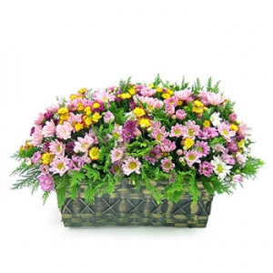 �󼼳��뺸��