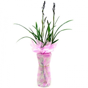 »ó¼¼³»¿ëº¸±â