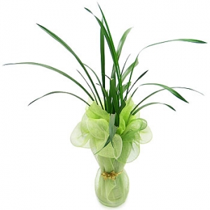 »ó¼¼³»¿ëº¸±â