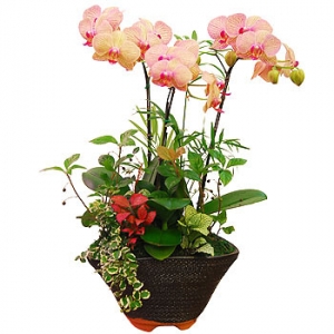 �󼼳��뺸��