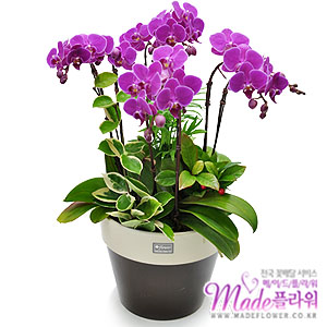 �󼼳��뺸��