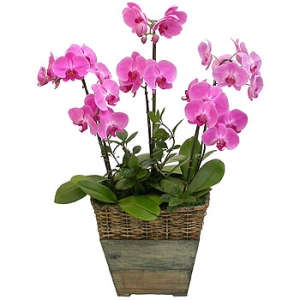 »ó¼¼³»¿ëº¸±â