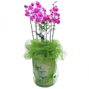 »ó¼¼³»¿ëº¸±â