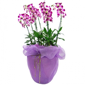 »ó¼¼³»¿ëº¸±â