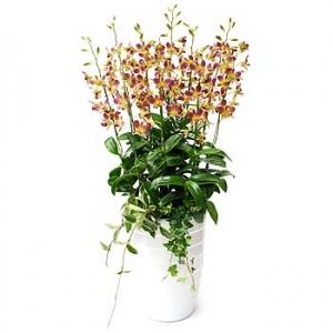 »ó¼¼³»¿ëº¸±â