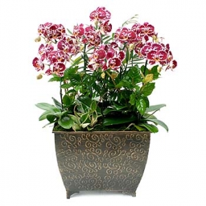 �󼼳��뺸��