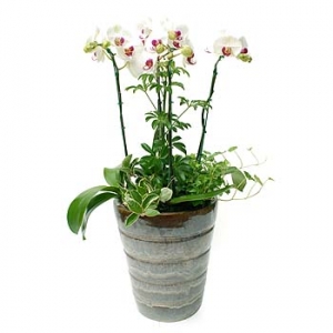 »ó¼¼³»¿ëº¸±â