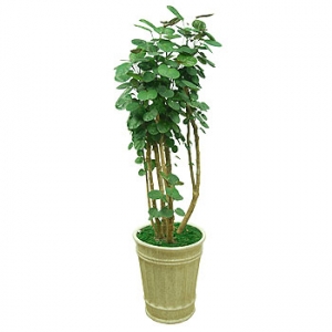 »ó¼¼³»¿ëº¸±â