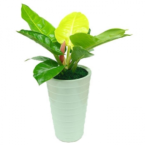 »ó¼¼³»¿ëº¸±â