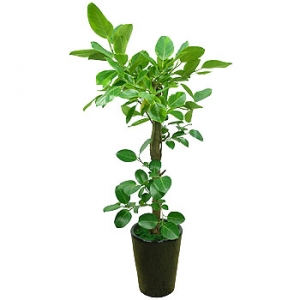 »ó¼¼³»¿ëº¸±â