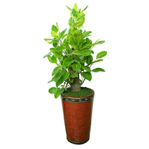 »ó¼¼³»¿ëº¸±â