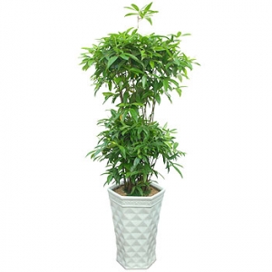 »ó¼¼³»¿ëº¸±â