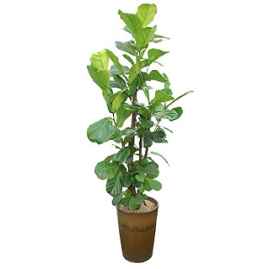 »ó¼¼³»¿ëº¸±â