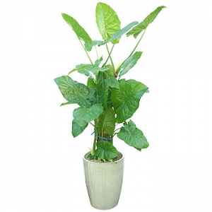 »ó¼¼³»¿ëº¸±â