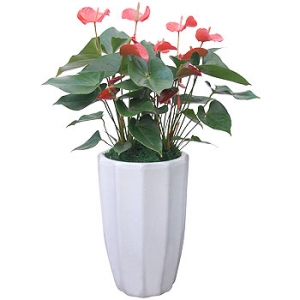 »ó¼¼³»¿ëº¸±â