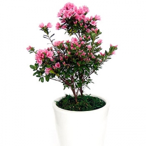 »ó¼¼³»¿ëº¸±â