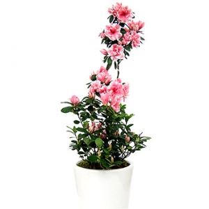 »ó¼¼³»¿ëº¸±â