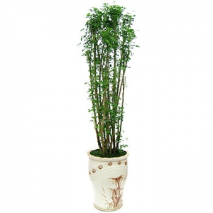 �󼼳��뺸��