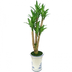 »ó¼¼³»¿ëº¸±â