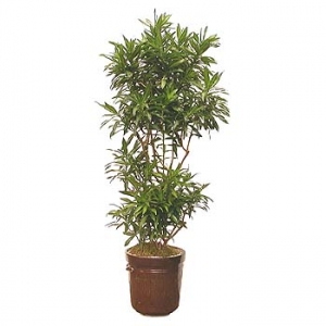 �󼼳��뺸��