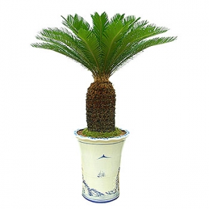 �󼼳��뺸��