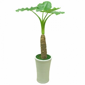 »ó¼¼³»¿ëº¸±â