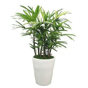 �󼼳��뺸��