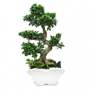 �󼼳��뺸��