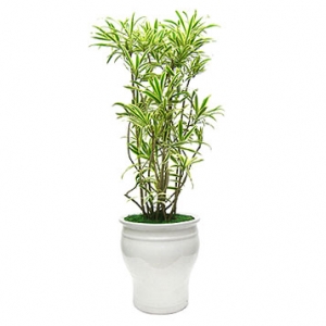 �󼼳��뺸��