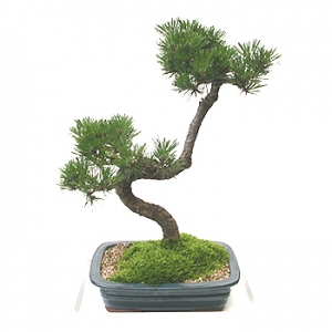 �󼼳��뺸��