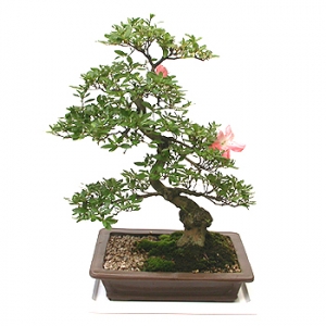 »ó¼¼³»¿ëº¸±â