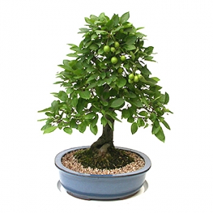 »ó¼¼³»¿ëº¸±â