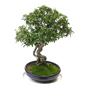 »ó¼¼³»¿ëº¸±â