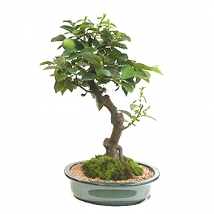 »ó¼¼³»¿ëº¸±â