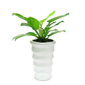 �󼼳��뺸��