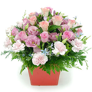 �󼼳��뺸��