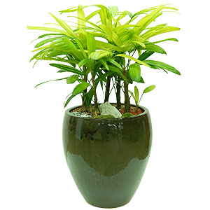 �󼼳��뺸��