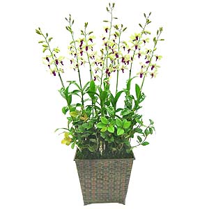 �󼼳��뺸��