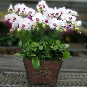 �󼼳��뺸��