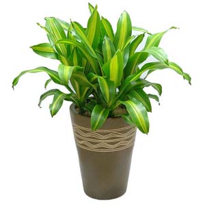 »ó¼¼³»¿ëº¸±â