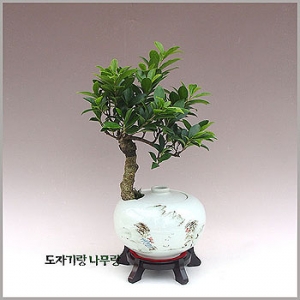 �󼼳��뺸��