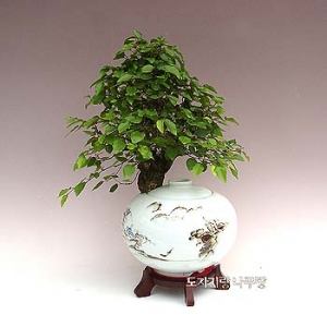 �󼼳��뺸��