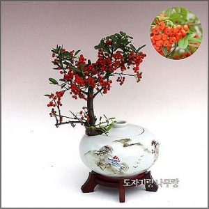 �󼼳��뺸��